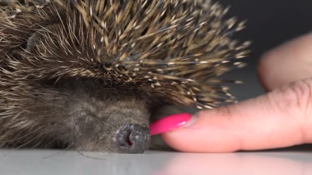 The girl touches the hedgehog — Stock Video