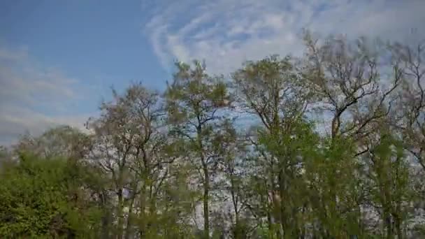 Schüsse aus dem Autofenster — Stockvideo