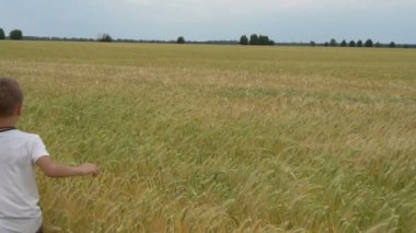 Bir çocuk buğday tarlada çalışan