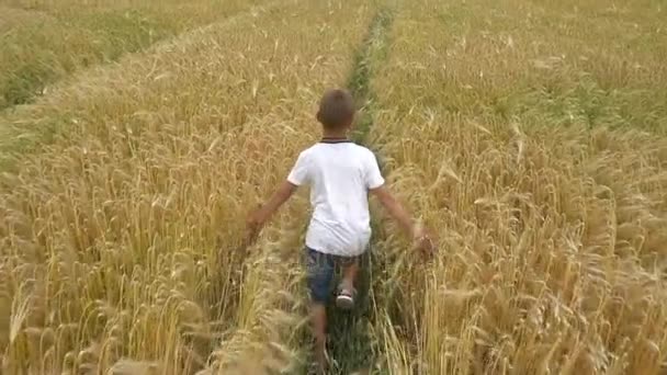 Un niño corre por el campo de trigo — Vídeos de Stock