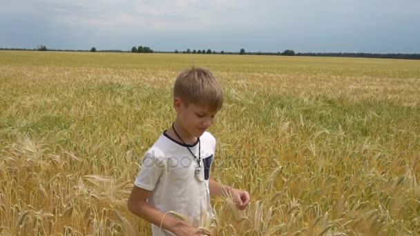 Der Junge geht am Weizenfeld entlang — Stockvideo