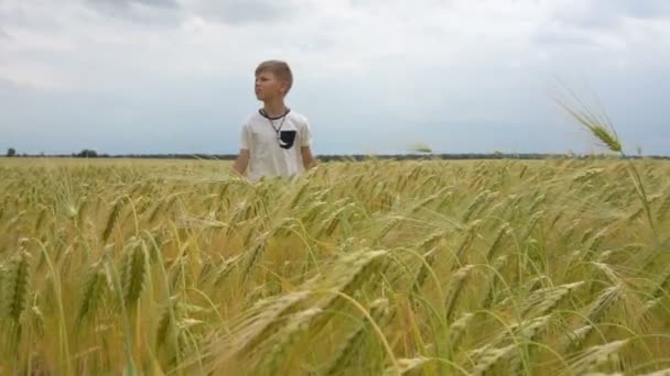 The boy is walking along the wheat field — Stock Video