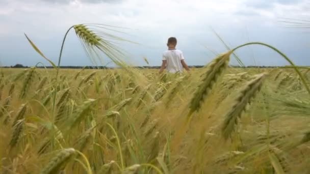 Der Junge geht am Weizenfeld entlang — Stockvideo