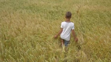 Çocuk buğday alanı yürüyüş