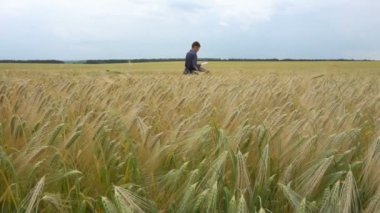 Bir adam bir buğday alanı yürüyüş