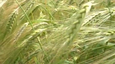 Buğday kulaklar. Ağır çekim