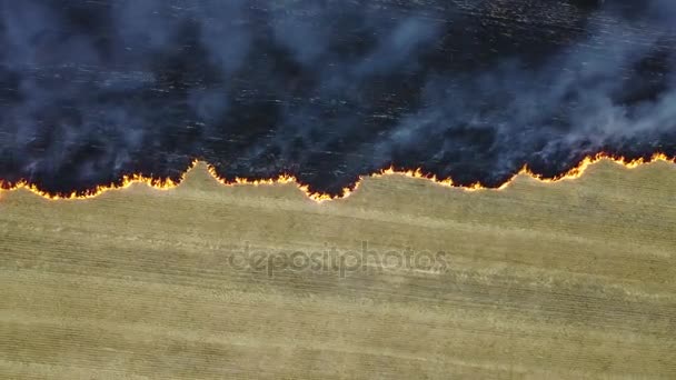 Пожар на поле с щетиной — стоковое видео