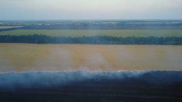 Brand in het veld met stoppels — Stockvideo