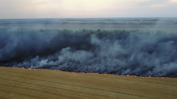 Fuego en el campo con rastrojo — Vídeo de stock