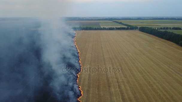 Fuego en el campo con rastrojo — Vídeos de Stock
