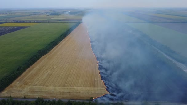 Ogień w polu z ściernisko — Wideo stockowe