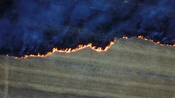 Fire in the field with stubble — Stock Video