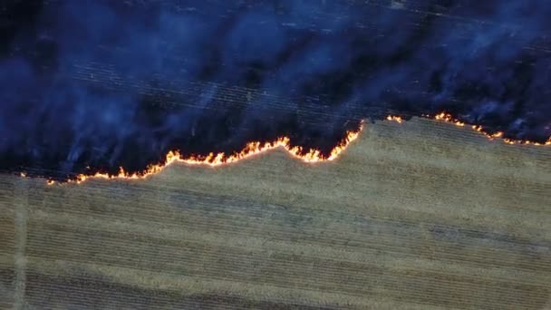 Fuoco nel campo con stoppie — Video Stock