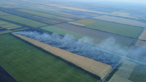 Fuego en el campo con rastrojo — Vídeos de Stock