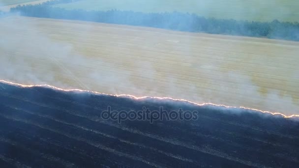 Brand in het veld met stoppels — Stockvideo