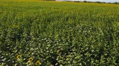 Ayçiçeği alanın üzerinde uçuş