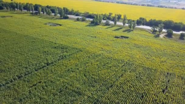 Vuelo sobre el campo de girasol — Vídeos de Stock