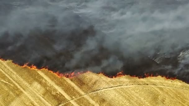 Fuego en el campo con rastrojo — Vídeos de Stock