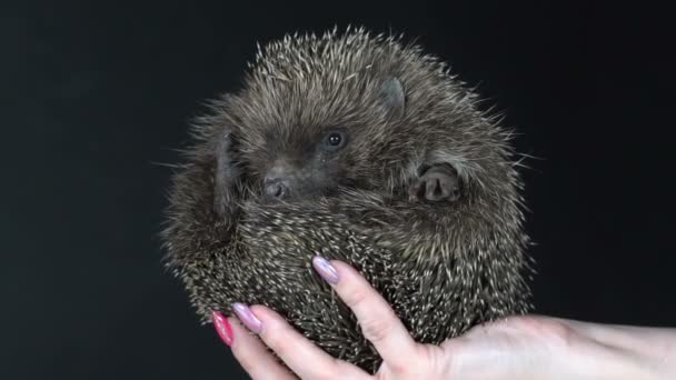 Het meisje houdt een egel — Stockvideo