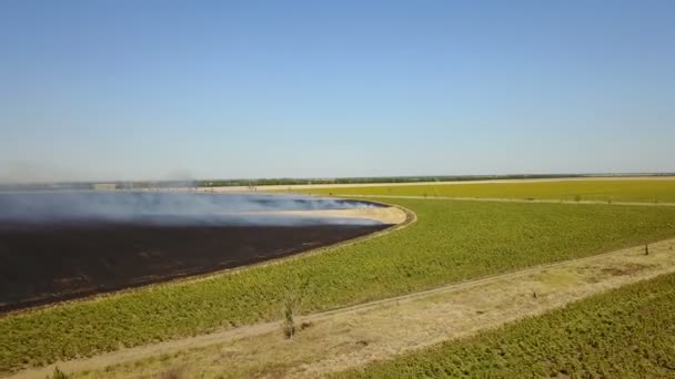 Fogo no campo com restolho — Vídeo de Stock