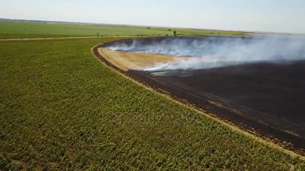 Fuego en el campo con rastrojo — Vídeos de Stock