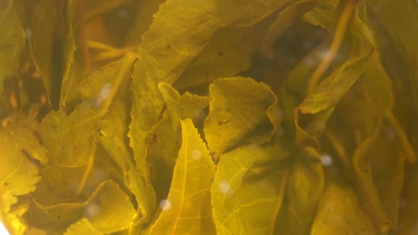 Folhas de chá verde fabricado close-up — Vídeo de Stock