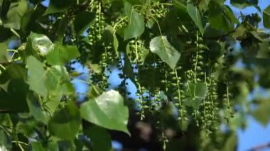 Kavak yapraklı dallar