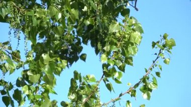 Kavak yapraklı dallar