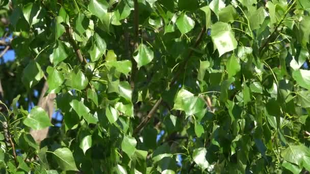 Las ramas con hojas de álamos — Vídeos de Stock