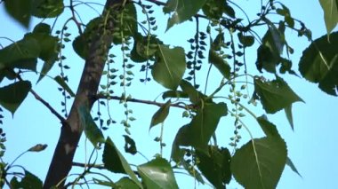 Kavak yapraklı dallar