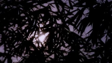 sallayarak bambu siluet, sunrise, sunset, güneş Rüzgar.
