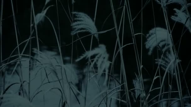 荒野は、反射、ぼんやりとしたスタイルの揺れ、風の川の葦. — ストック動画
