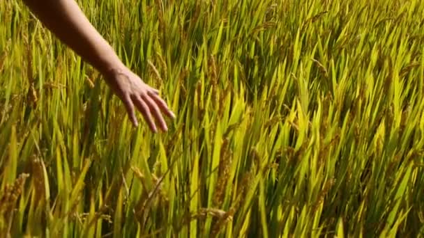 Mano cepillado sobre la cabeza de asiático dorado arroz paddy en un campo . — Vídeo de stock