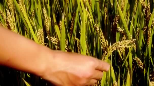 Spazzolatura a mano sopra le teste di riso dorato asiatico risaia in un campo . — Video Stock