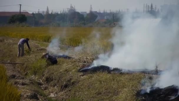 Chiny-Sep 12, 2016:Farmers spalania słomy na polach, Chiny, — Wideo stockowe