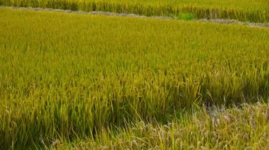 Asya altın çeltik, hasat için bekleyin.