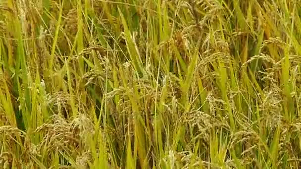 Asian golden rice paddy,wait for the harvest. — Stock Video