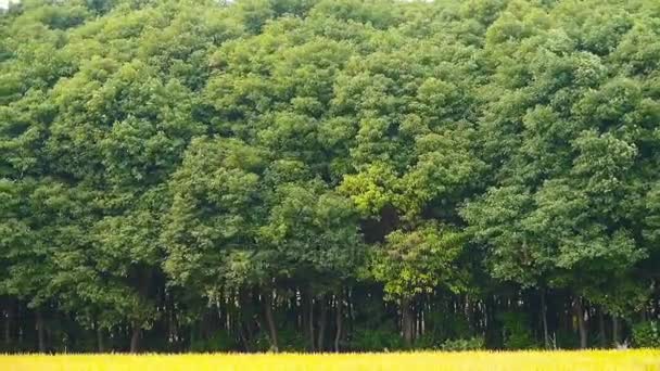 アジアの黄金の田んぼ、収穫を待つ、風に樟脳をスイング. — ストック動画