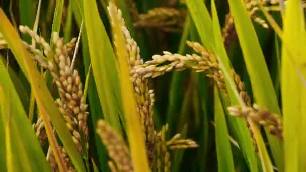 Detailní záběr na asijské zlatou rýži paddy ve větru, čekání na sklizeň. — Stock video