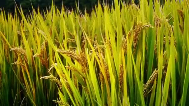 Nahaufnahme von asiatischen goldenen Reisfeldern im Wind, warten auf die Ernte. — Stockvideo