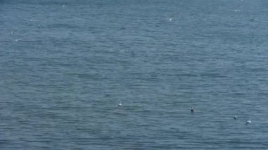 denize uçan martı.