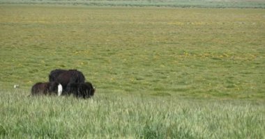 4k bozkırda otlatma Yak.