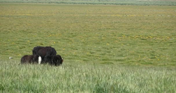 4k Pâturage du yak dans la prairie .
