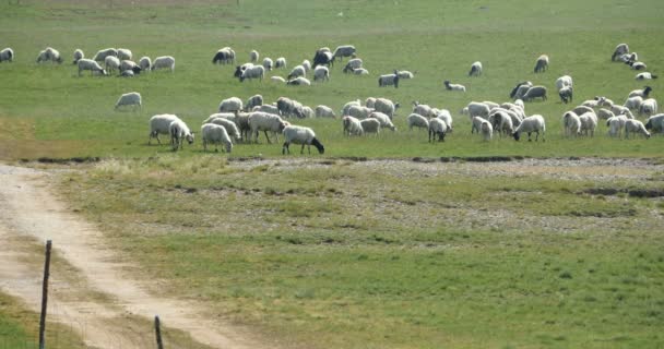 4k tibetské jízdu na motocyklu, stádo ovcí na prérii. — Stock video