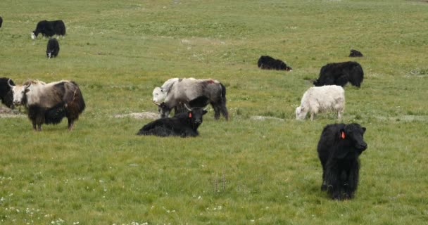 4k a flock of yak on the Prairie,China plateau scenery. — Stock Video