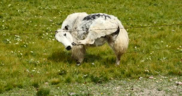 4k uno stormo di yak sulla prateria, scenario dell'altopiano cinese . — Video Stock