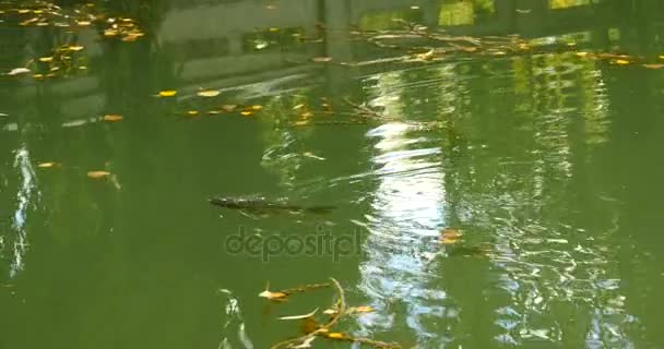 4k peces nadando bajo el agua . — Vídeos de Stock