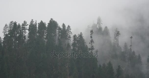 4 k berg mist stijgt in de ochtend, mist pijnbomen, de County Bomi in tibet. — Stockvideo