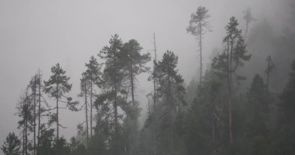 Niebla de montaña 4k levantándose por la mañana, pinos niebla, Condado de Bomi en el Tíbet . — Vídeos de Stock