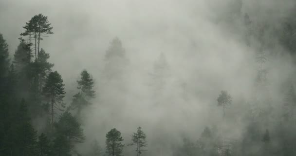 4 k timelapse berg mist stijgt in de ochtend mist bomen, County Bomi, tibet. — Stockvideo
